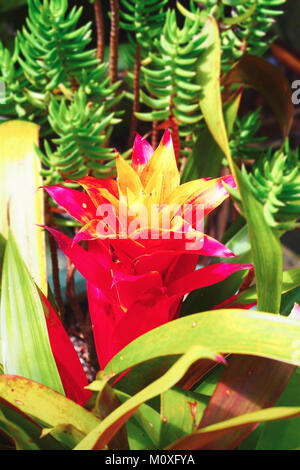 close up of bromeliad flower Stock Photo