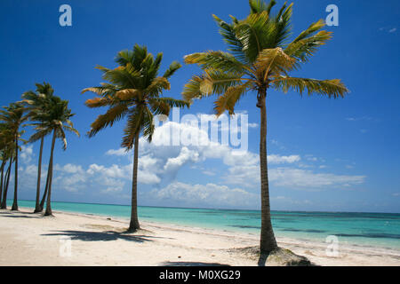 Beautiful Palm Trees on Beach in Dominican Republic Stock Photo