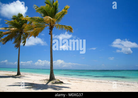 Two Palm Trees on tropical beach in Dominican Republic Cap Cana Stock Photo