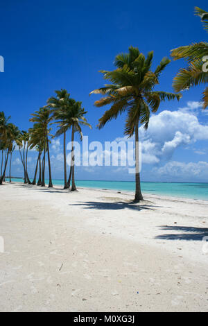 Beautiful Palm Trees on Juanillo Beach, Cap Cana Dominican Republic Stock Photo