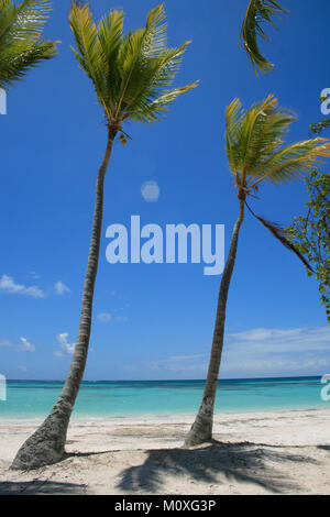 Palm Trees on Dominican Republican beach Stock Photo