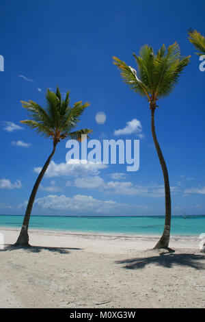 Two Palm Trees on beach in Punta Cana Cap Cana Stock Photo