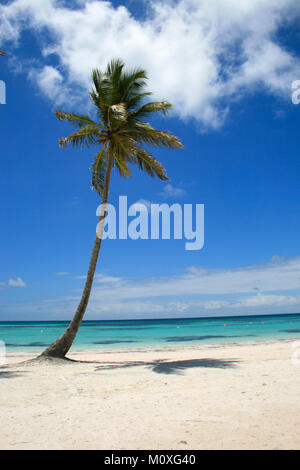 Single Palm tree on beach in Cap Cana, Dominican Republic Stock Photo