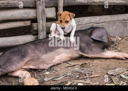 A lazy black and pink pig with a puppy on top of it, Kampot, Cambodia Stock Photo