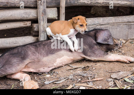 A lazy black and pink pig with a puppy on top of it, Kampot, Cambodia Stock Photo