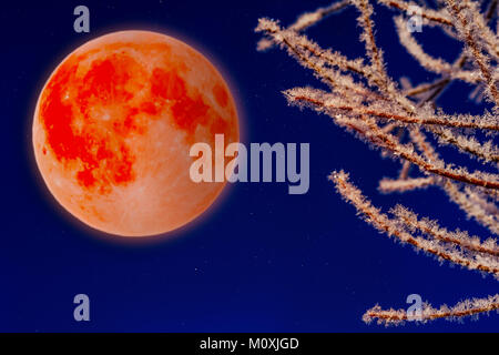 Super bloody moon and frosty tree branches Stock Photo