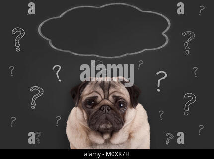 closeup of pug puppy dog sitting in front of  blackboard sign with hand drawn chalk question marks and blank thought bubble Stock Photo