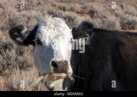 Aneth, Utah - A cow on the open range in southeastern Utah. Stock Photo