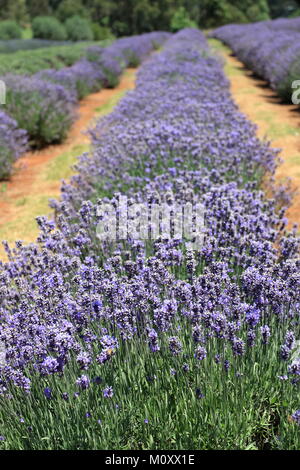 Lavandula angustifolia or known as English Lavender Stock Photo
