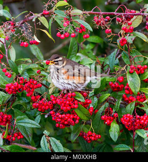 Redwing feeding on Cotoneaster berries in Scotland in winter Stock Photo