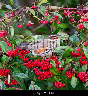 Redwing feeding on Cotoneaster berries in Scotland in winter Stock Photo