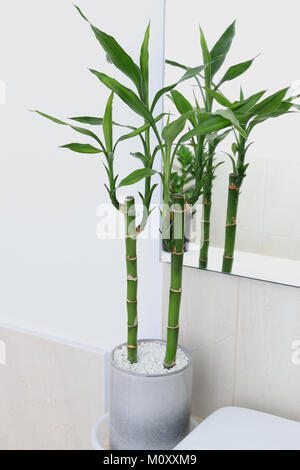 Dracaena braunii or known as Lucky bamboo growing in a bathroom Stock Photo
