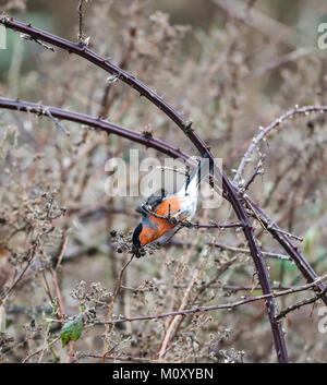 Bullfinch, (Pyrrhula pyrrhula) Stock Photo