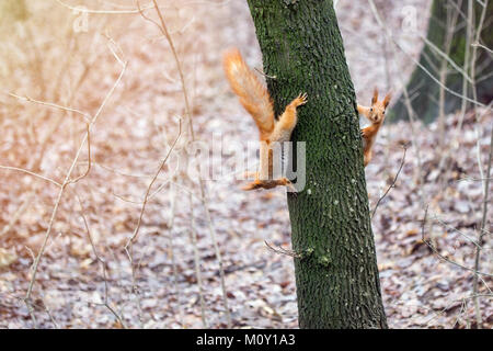 Two funny cute  squirrels play  in a forest. Stock Photo