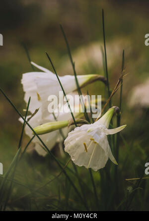 Narcissus cantabricus, hoop petticoats, White hooped petticoat daffodil, Andalucia, Southern Spain. February. Stock Photo