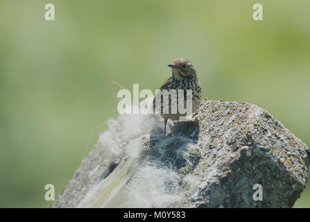 Juvenile Meadow Pipit - Anthus pratensis with food. Summer. Uk Stock Photo