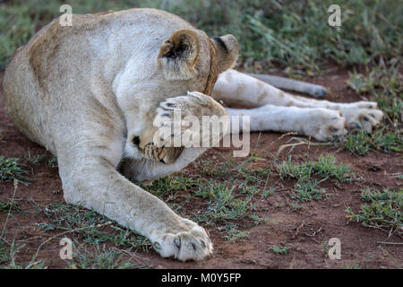 Lioness adult covering her eyes with her paw laying down on grassland. Stock Photo