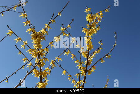 branch of bright yellow forthysia flowers on a blue background Stock Photo