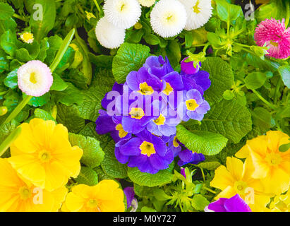 Flat Lay Of Spring Flowers Stock Photo
