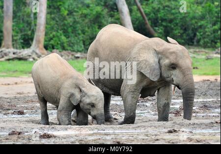 The African Forest Elephant, Loxodonta africana cyclotis, (forest dwelling elephant) of Congo Basin. At the Dzanga saline (a forest clearing) Central  Stock Photo