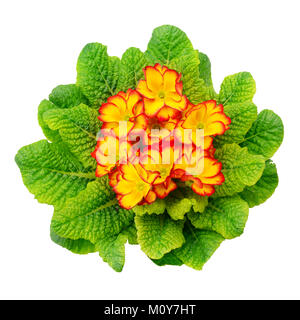 Beautiful primula with green leaves isolated on white background. Top view. Stock Photo