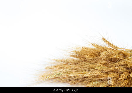 Wheat ears on a light background. not isolated Stock Photo