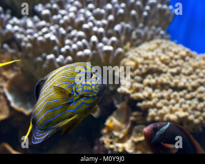 Clown Tang (Acanthurus lineatus) Swimming Towards Foreground. Coral Reef in the Background. Stock Photo
