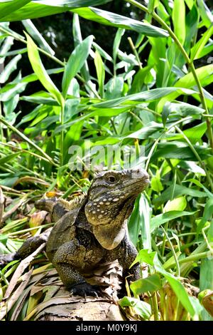 Iguana in the forest. Cuban rock iguana (Cyclura nubila), also known as the Cuban ground iguana. Stock Photo