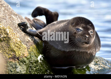 Ladoga ringed seal ( Pusa hispida ladogensis) close up. The Ladoga seal in a native habitat. Ladoga Lake. Russia Stock Photo