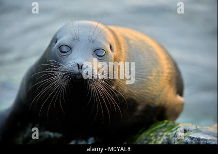 The Ladoga ringed seal ( Pusa hispida ladogensis) close up. The Ladoga seal in a native habitat Stock Photo