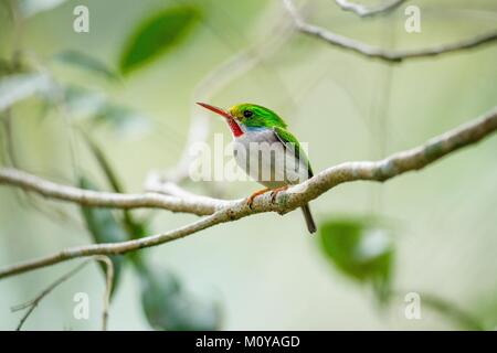 Cuban Tody (Todus multicolor) an endemic species of Cuba Stock Photo
