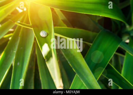 Little Snail Sitting on Long Narrow Spiky Interwoven Palm Tree Leaves. Golden Sunlight Flare. Tropical Foliage Pattern. Poster Banner Template Backgro Stock Photo