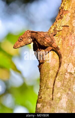 Anolis (Chamaeleolis) guamuhaya (Escambray Bearded Anole). Endemic of Cuba Stock Photo