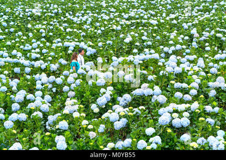 Couple happy together in field hydrangeas blooming purple whole hill in morning beautiful highlands Stock Photo