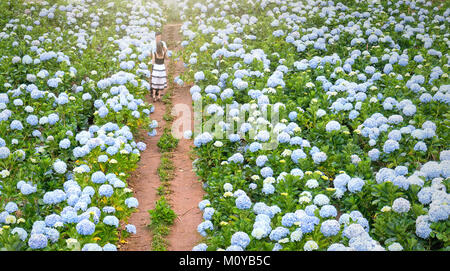 Couple happy together in field hydrangeas blooming purple whole hill in morning beautiful highlands Stock Photo