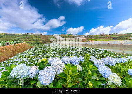 Panoramic view of the field of hydrangea flowers seen from above on the morning of winter with thousands of flowers blooming beautiful hills to see th Stock Photo