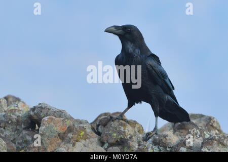 Common raven (Corvus corax) sitting on a rock Stock Photo