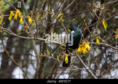 The native Tui bird of New Zealand feeding on Kowhai flowers Stock Photo