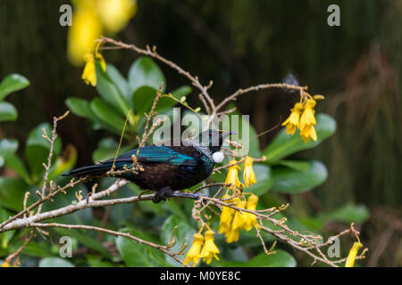 The native Tui bird of New Zealand feeding on Kowhai flowers Stock Photo