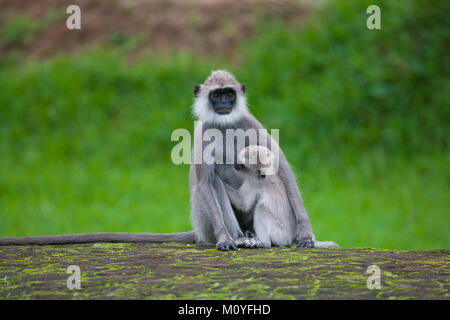 Tufted gray langur, Semnopithecus priam, Sri Lanka Stock Photo