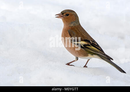 Common chaffinch (Fringilla coelebs) in the snow,Tyrol,Austria Stock Photo