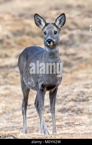 European roe deer (Capreolus capreolus),female,Praxmar,Tyrol,Austria Stock Photo