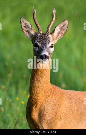 European roe deer (Capreolus capreolus),male,Portrait,Burgenland,Austria Stock Photo