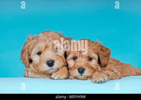 Havanese,two puppies,brown-white,9 weeks Stock Photo