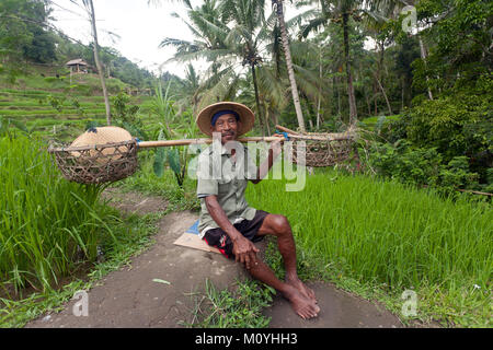 Rice grower at the rice terraces of Tegalalang,Ubud,Bali,Indonesia Stock Photo