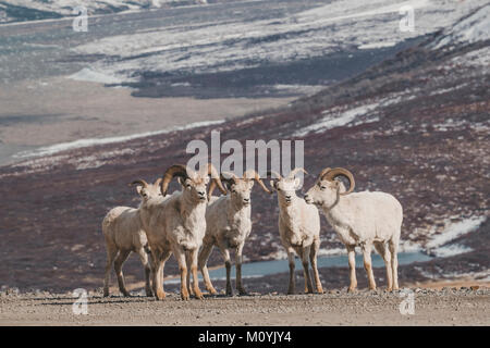 Rams on snowy mountain Stock Photo