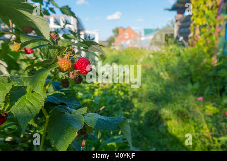 Raspberries ripening in garden Stock Photo