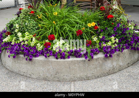 Red white and blue flowers in a landscape planter Stock Photo