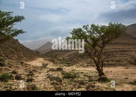 frankinsence tree in Salalah, Oman Stock Photo