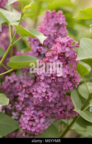 Syringa vulgaris - Edelflieder 'Andenken an Ludwig Späth' Stock Photo